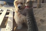 Haustier Fotowettbewerb: Katze umarmt Hund