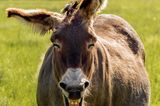 Haustier Fotowettbewerb: Esel lacht