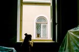 Haustier Fotowettbewerb: Hunde am Fenster