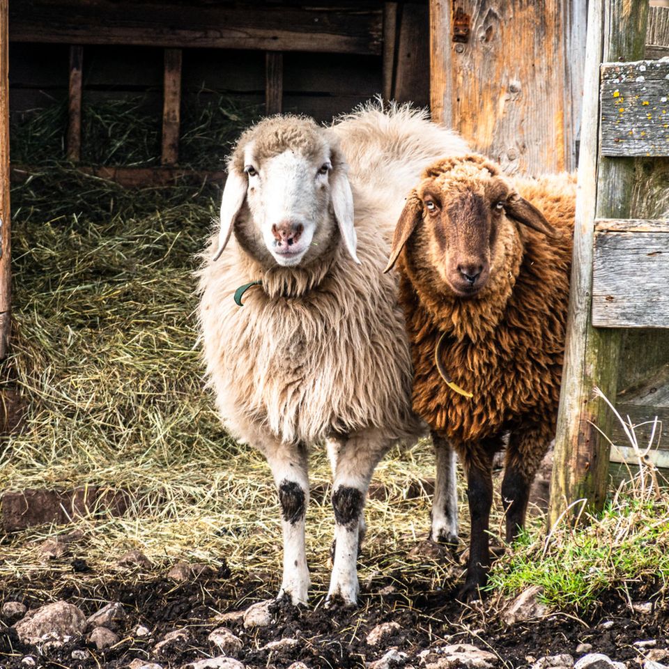 Alte Nutztierrassen: Schafe