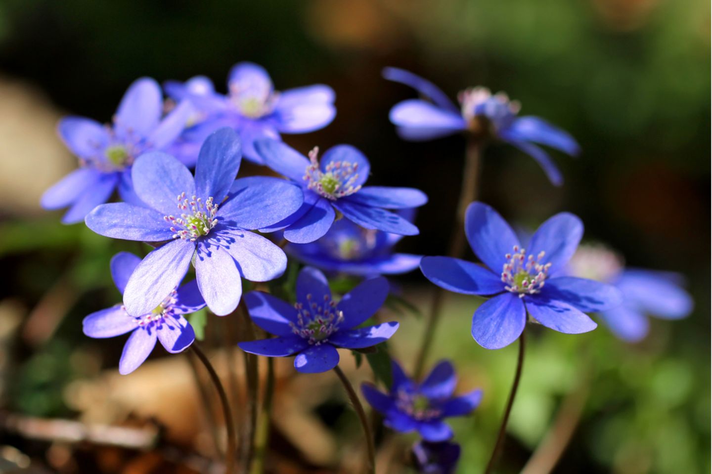 Белая перелеска. Печеночница. Hepatica Nobilis многолетнее. Живучие цветы перелеска. Синий цветок гепатика.