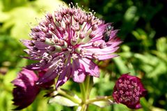 Plants for the shade: umbel flowers