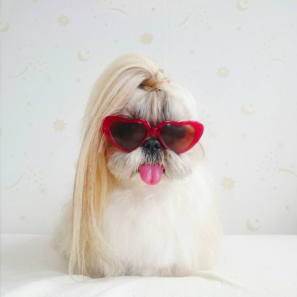 Dieser Hund hat die schönsten Haare auf Instagram