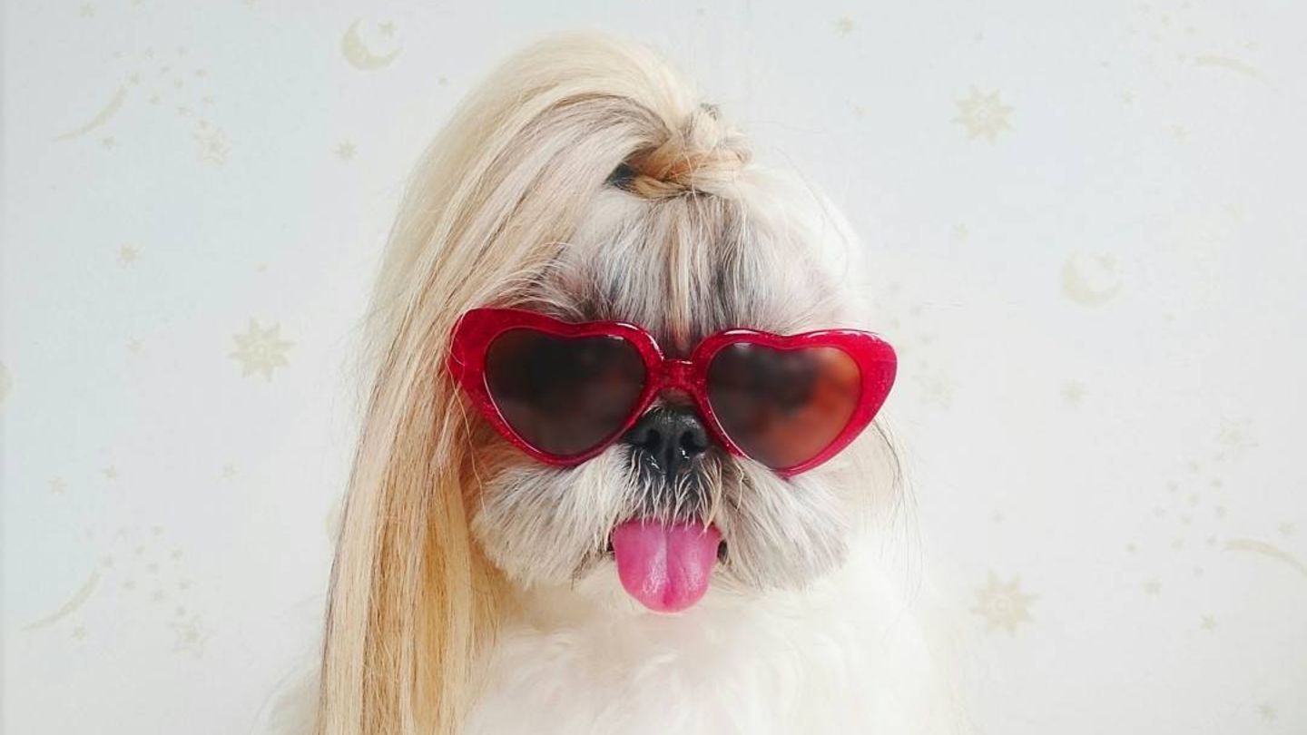 Dieser Hund hat die tollsten Haare auf Instagram Video BRIGITTE.de