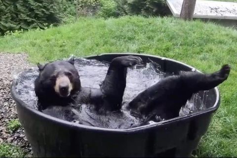 Schwarzbär planscht im Pool