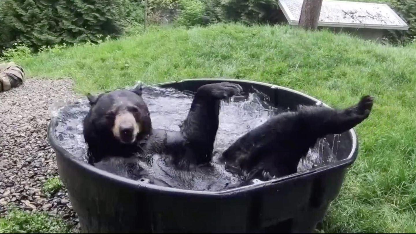 News Im Video Schwarzbar Planscht Im Swimmingpool Brigitte De