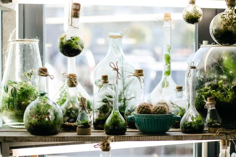 Flaschengarten: Fensterbank mit Flaschengärten
