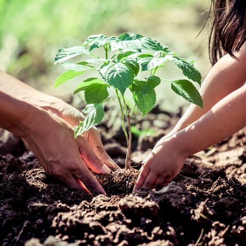Nachhaltiger Garten: Erwachsener und Kind pflanzen einen Baum