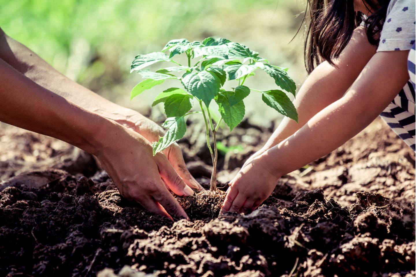 Nachhaltiger Garten: Erwachsener und Kind pflanzen einen Baum