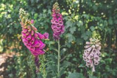 Nachhaltiger Garten: 10 Tipps für mehr Nachhaltigkeit Nachhaltiger Garten: Roter Fingergut im Garten