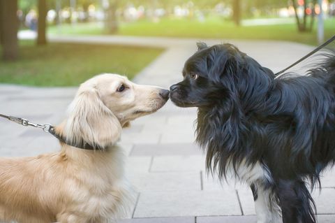 Läufigkeit bei Hündinnen: Zwei Hunde stehen sich gegenüber