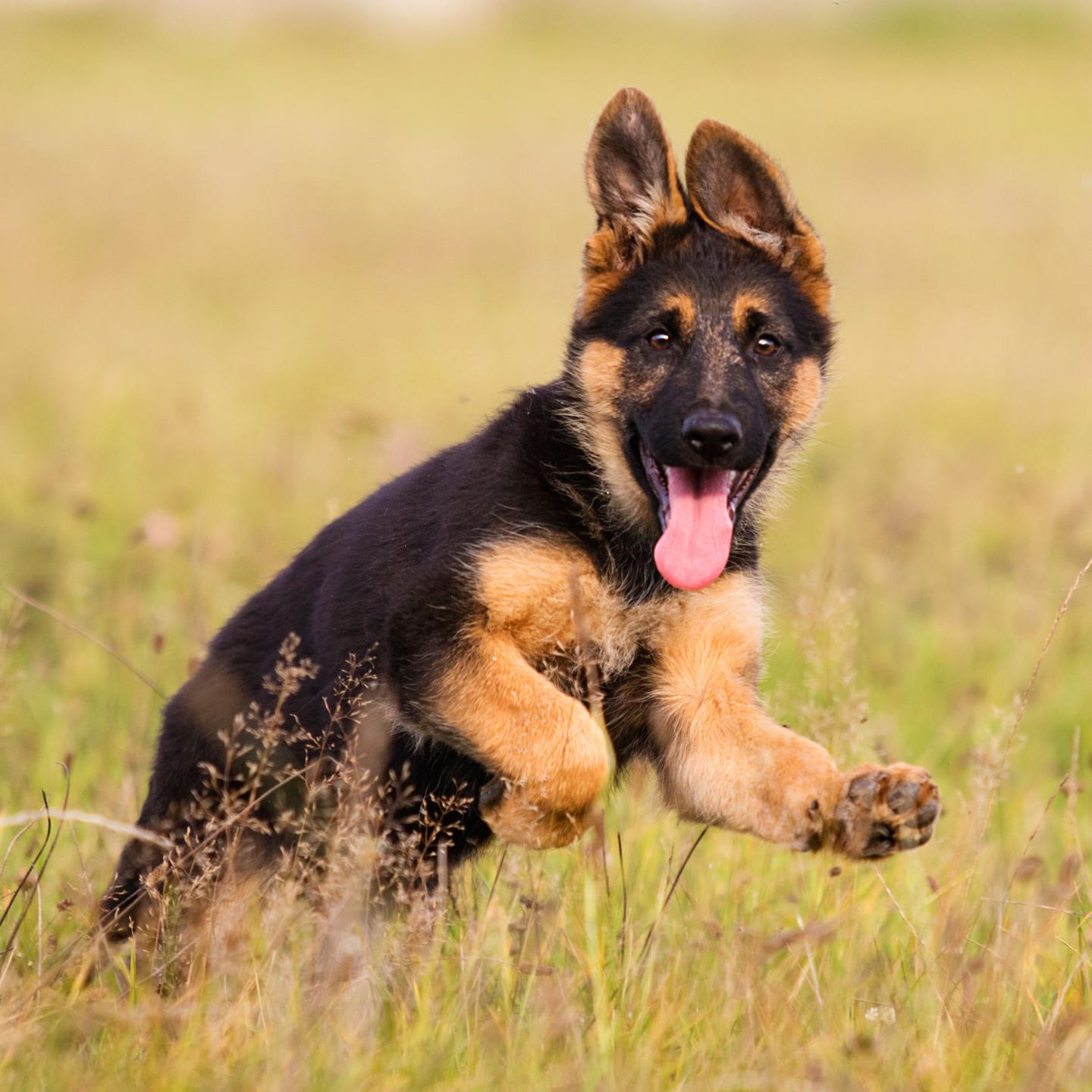 Schaferhund Bleibt Ein Leben Lang Welpe Durch Seltenes Phanomen Video Brigitte De