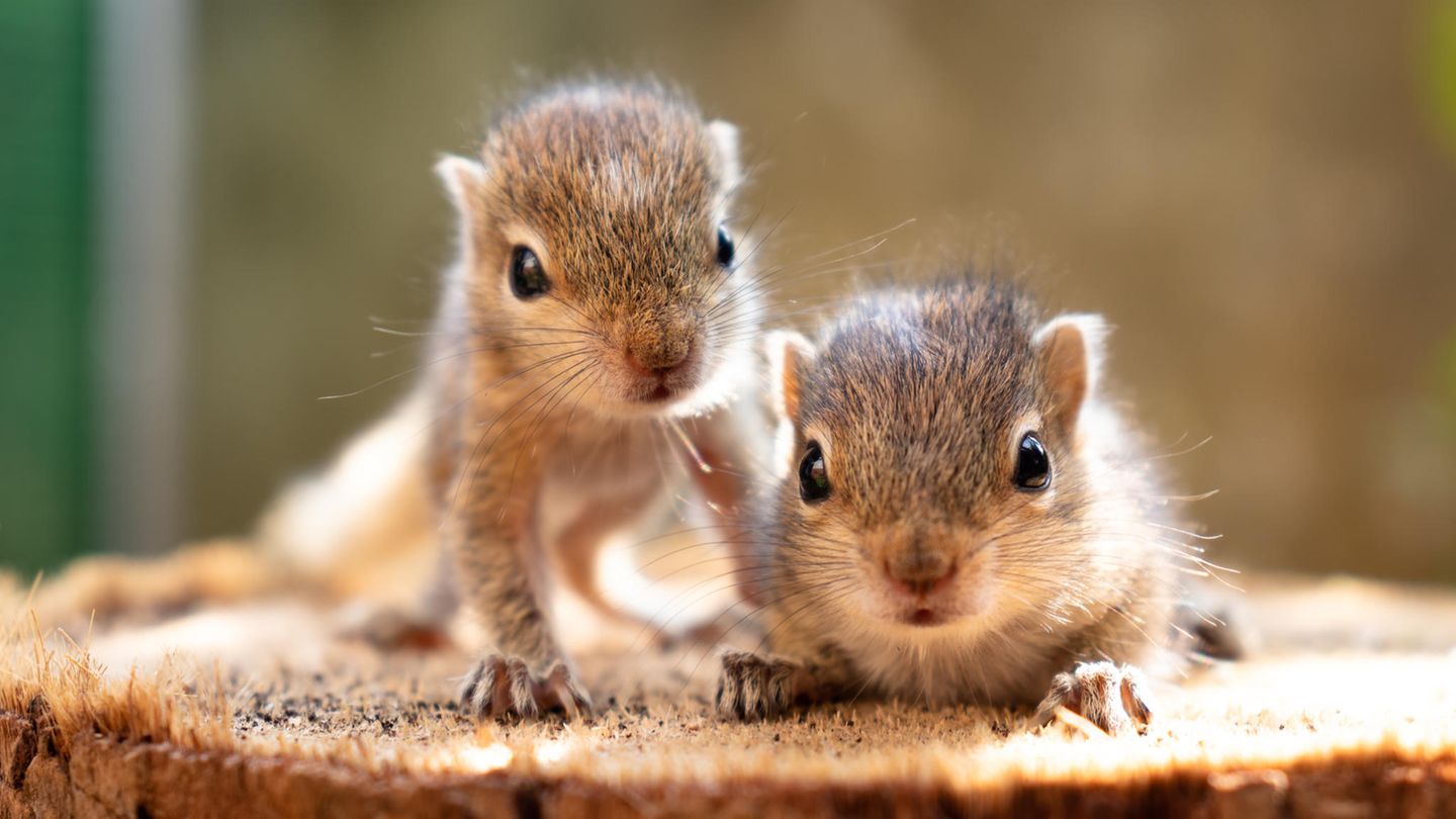 Niedliches Video: So süß klingt ein Baby-Einhörnchen beim Essen