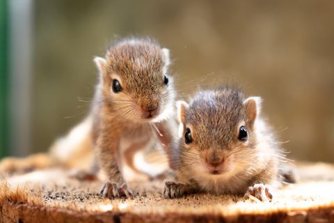 So niedlich klingen Eichhörnchen-Babys beim Futtern