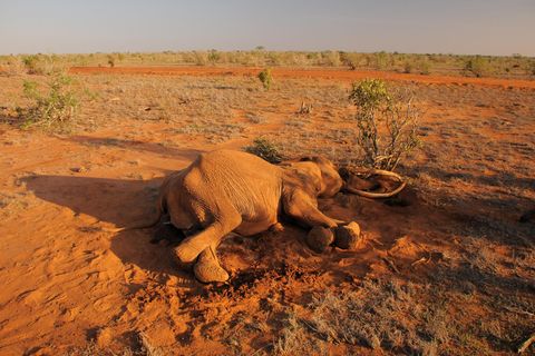 Elefantensterben: Toter Elefant