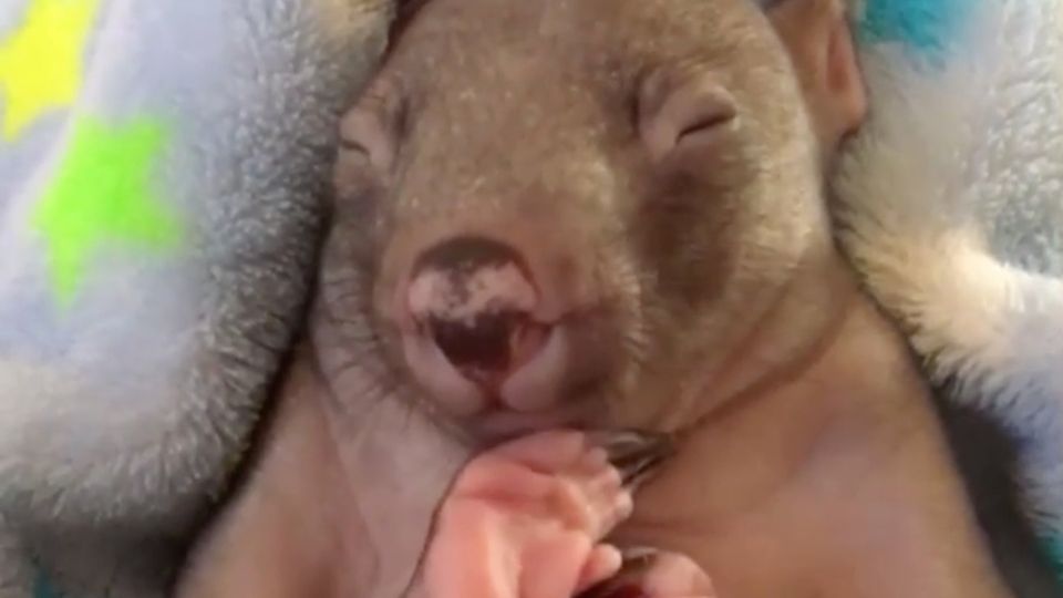 Baby Wombats unglaubliche Überlebensgeschichte