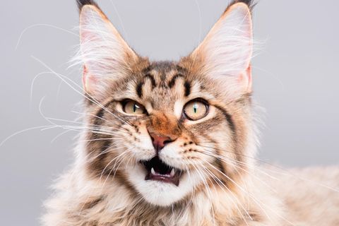 Skurrile Phobien: Katze schaut verwirrt in die Kamera