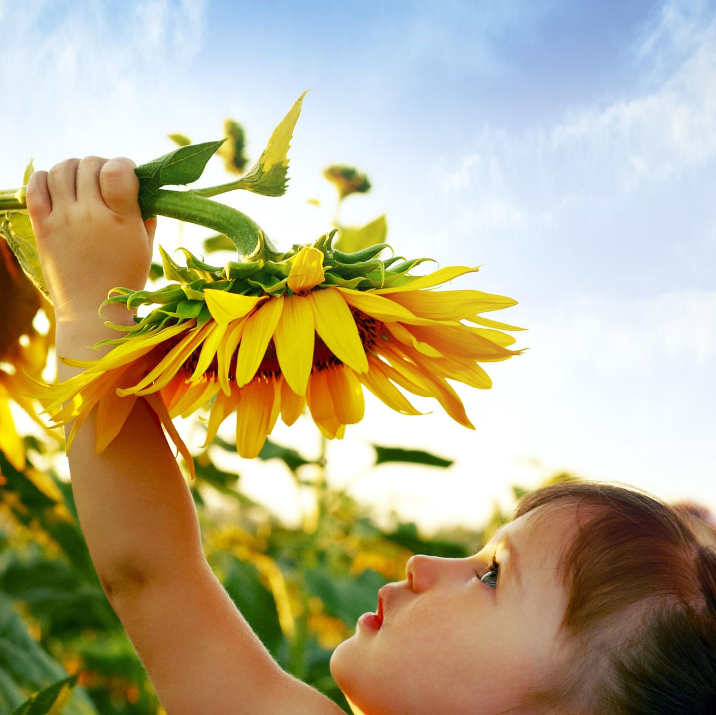 Kleinkinder: Kleines Mädchen mit Sonnenblume