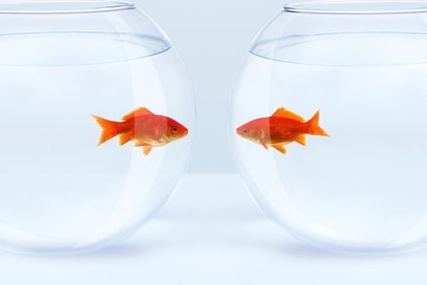 Beziehungskrise meistern: 2 Goldfische in 2 Gläsern