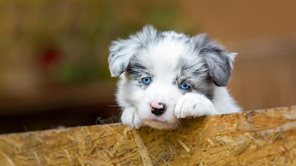 81 Graue Hunde Mit Blauen Augen Snehabhatepo