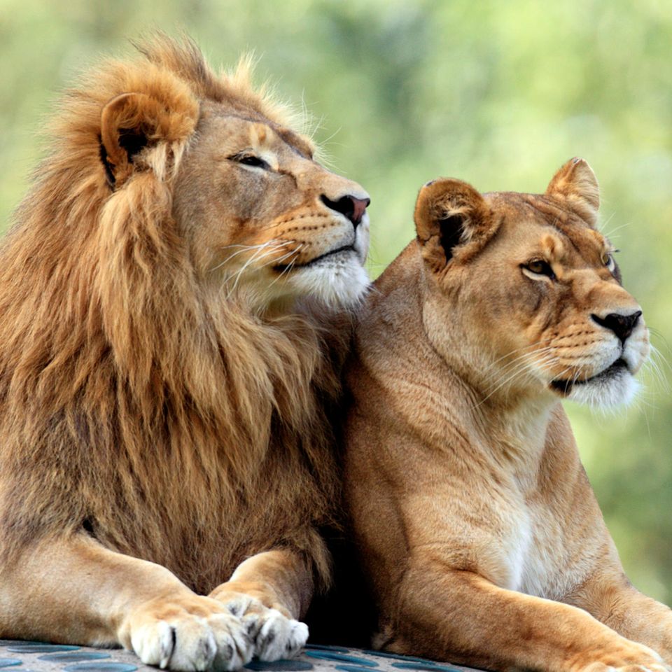 Löwen gemeinsam eingeschläfert