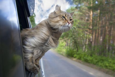 Freche Katze gönnt sich Sommerausflug