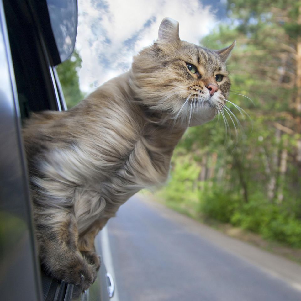 Freche Katze gönnt sich Sommerausflug