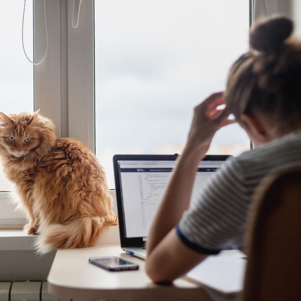 Haustiere - darum senken sie unseren Stresslevel: Frau an PC mit Katze