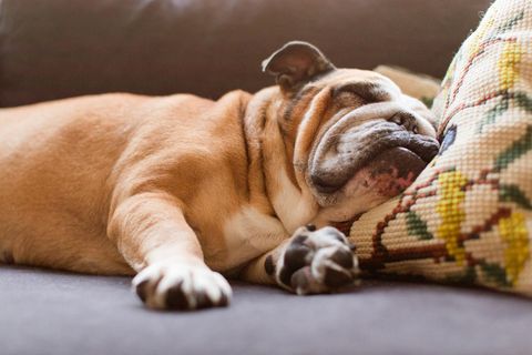 Faulenzen: Hund schläft auf der Couch