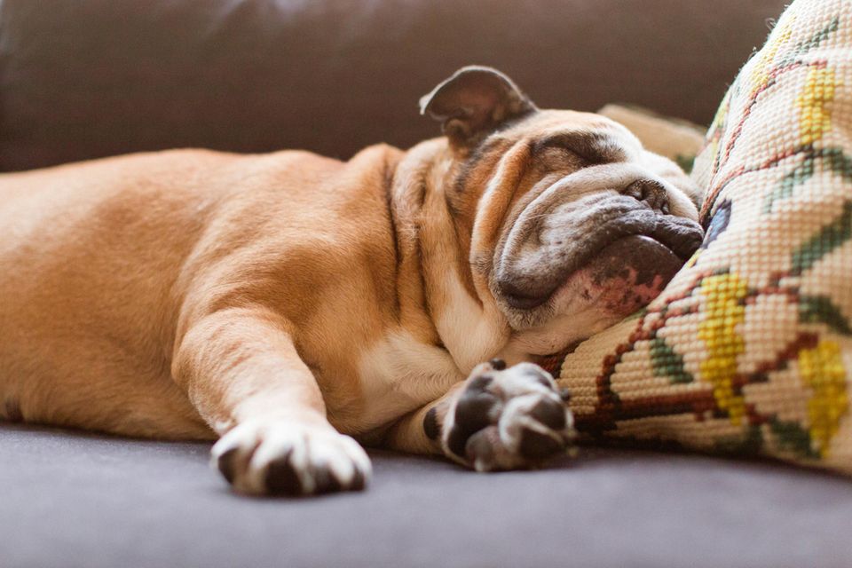 Faulenzen: Hund schläft auf der Couch