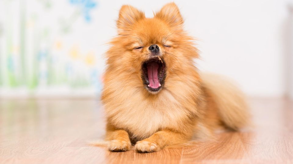 Dauermüde? So fühlst du dich endlich wacher! Gähnender Hund Dauermüde? So fühlst du dich endlich wacher! Gähnender Hund