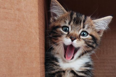 Diese Katzennamen wirst du lieben: Lachende Katze