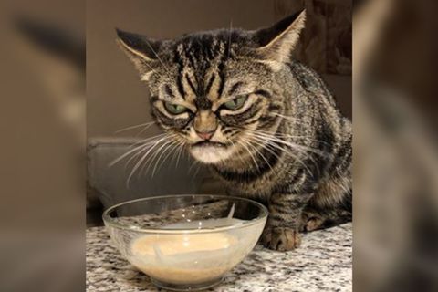 Neue "Grumpy Cat" begeistert das Netz