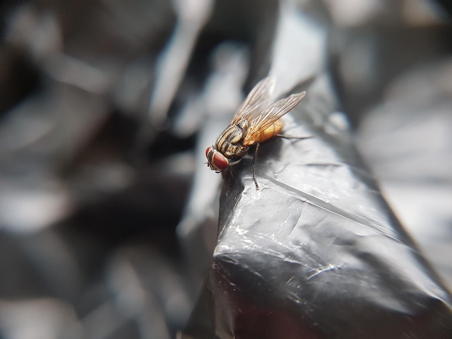 Haushalts-Tricks: Fliege auf Mülltüte