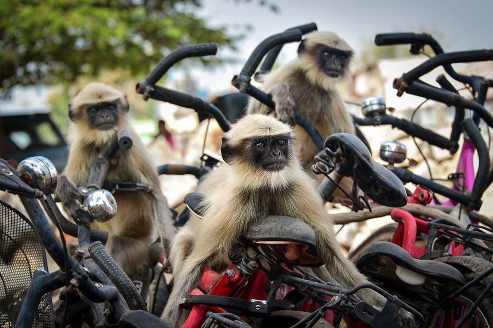 Comedy Wildlife Awards 2020: Affen auf Fahrrädern