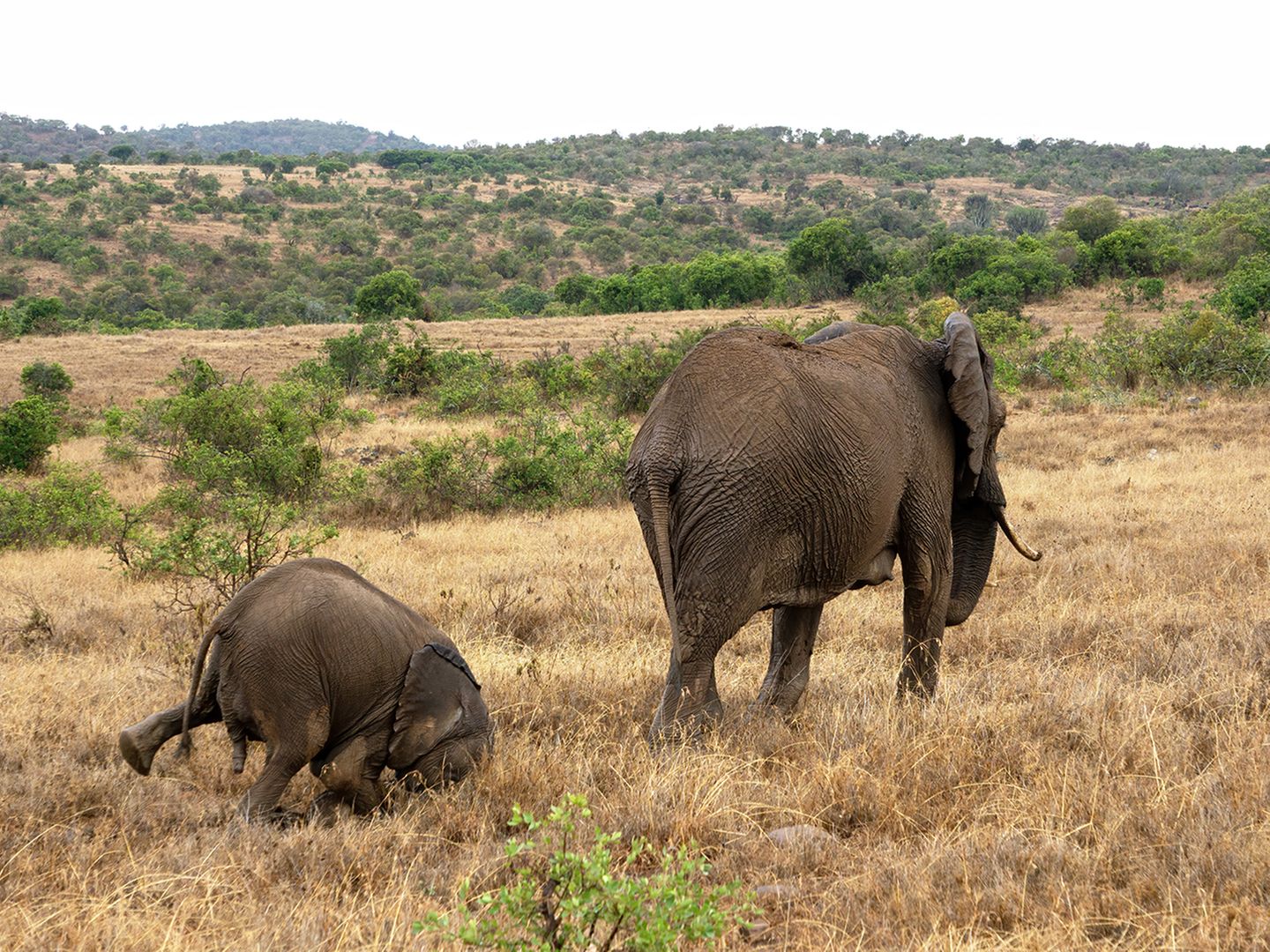 Comedy Wildlife Photo Awards 2020: Elefanten