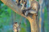 Comedy Wildlife Photo Awards 2020: Affen auf einem Baum