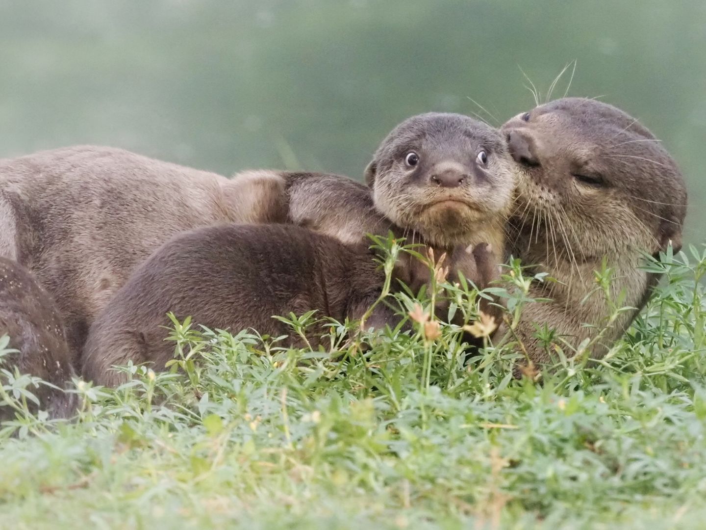 Comedy Wildlife Awards 2020: Otter