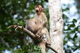 Comedy Wildlife Awards 2020: Affen auf Baum