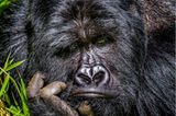 Comedy Wildlife Awards 2020: Gorilla