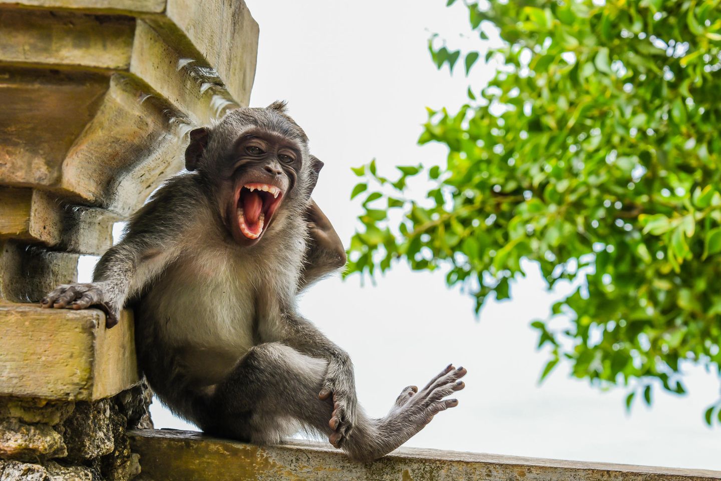 Comedy Wildlife Awards 2020: Makake