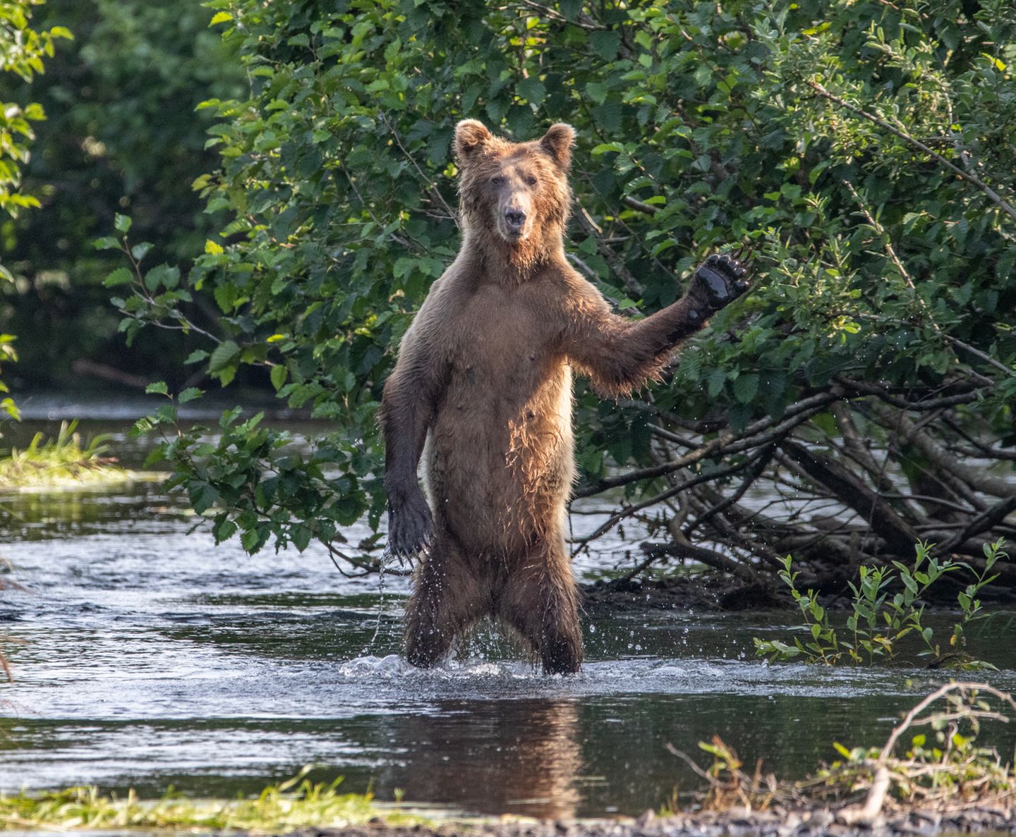 Comedy Wildlife Awards 2020: Die lustigsten Tierbilder des Jahres