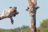 Comedy Wildlife Photo Awards 2020: Giraffen