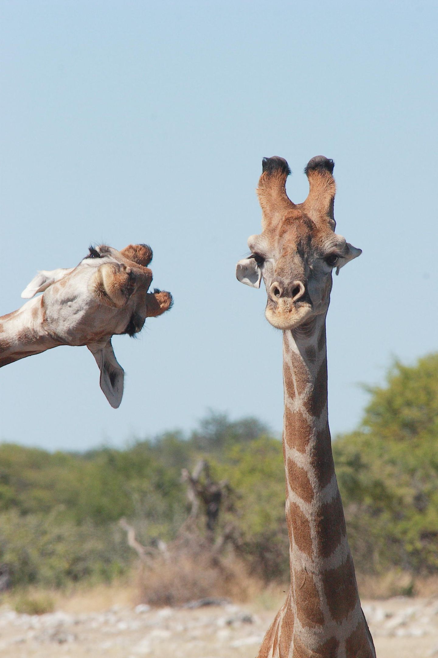 Comedy Wildlife Photo Awards 2020: Giraffen