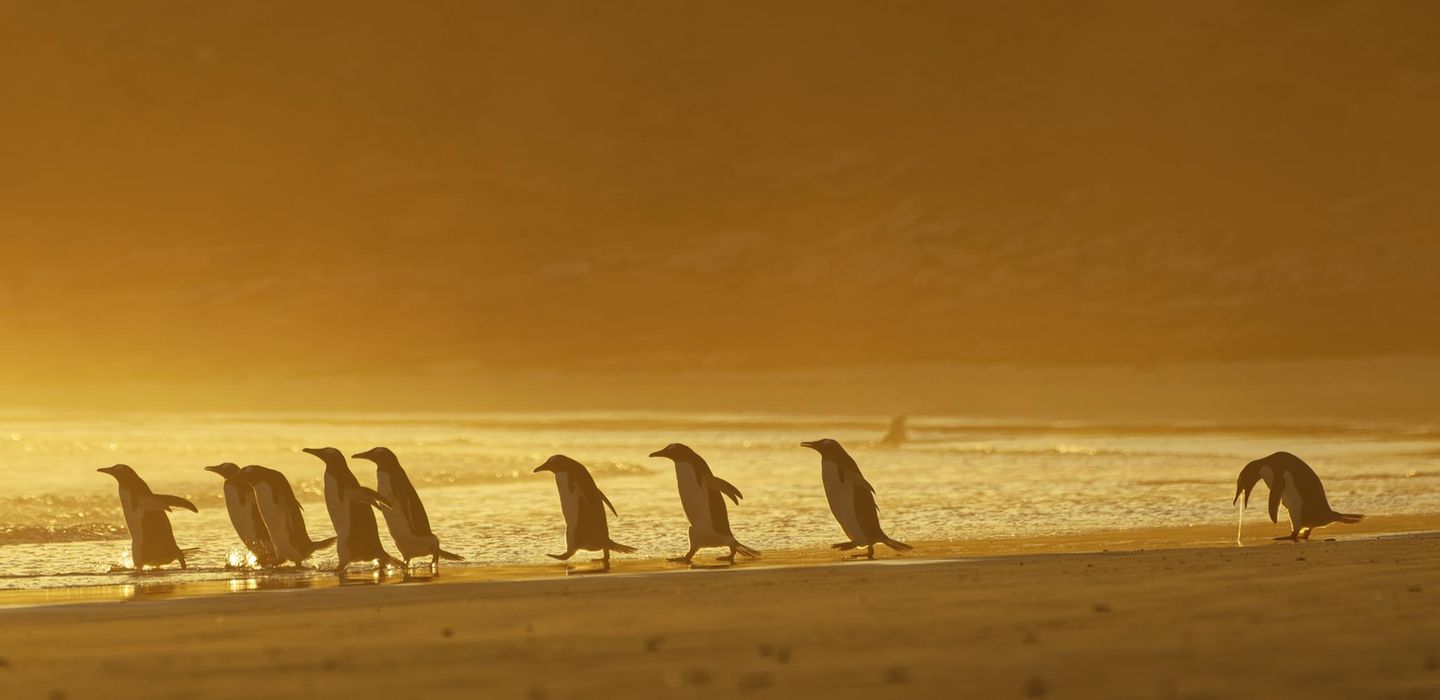 Comedy Wildlife Photo Awards 2020: Pinguine