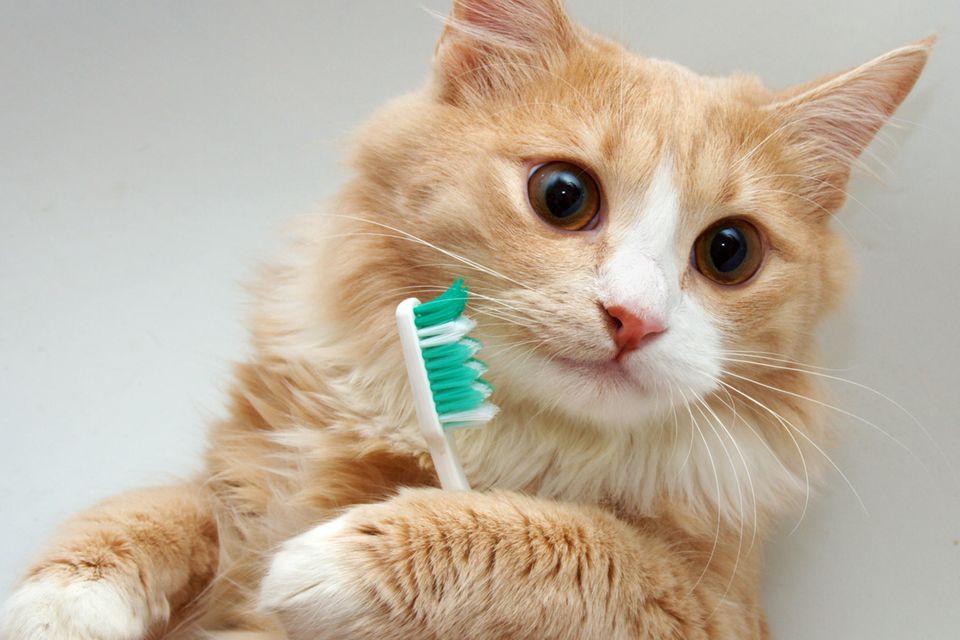 Darum lieben Katzen nasse Zahnbürsten