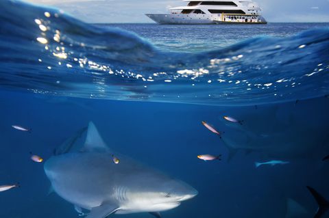Hai-Angriff: Hai schwimmt unter Boot