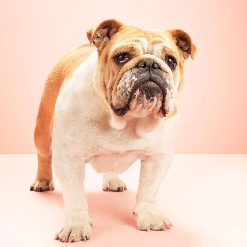 Französische Bulldogge vor rosa Hintergrund