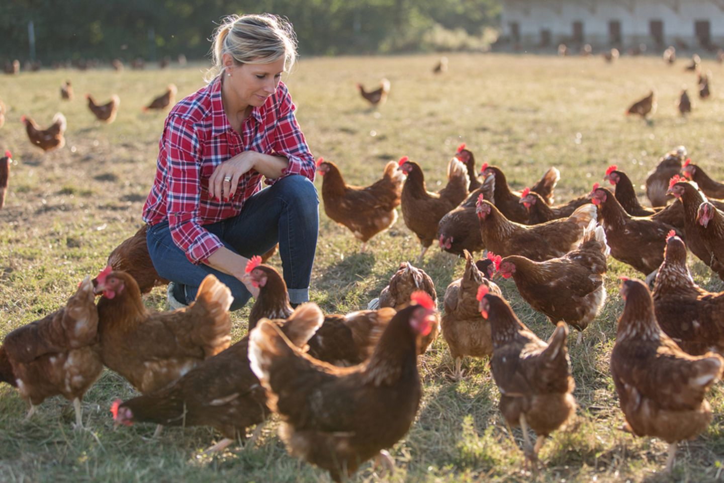 Hühner halten: Frau füttert Hühner