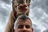 Haustier Fotowettbewerb: Pferd streckt Zunge raus